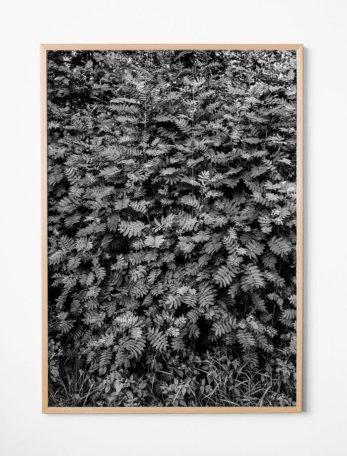 ROWAN POSTER