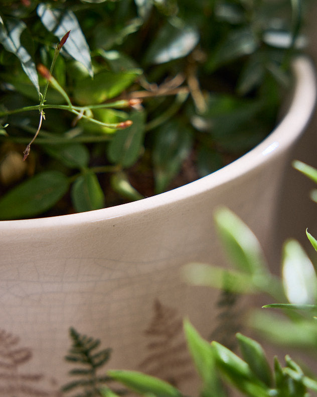 Varen Set of 2 Fern Planters with Trays