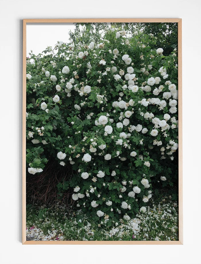 WHITE ROSES POSTER - 50x70 cm
