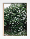 WHITE ROSES POSTER - 50x70 cm