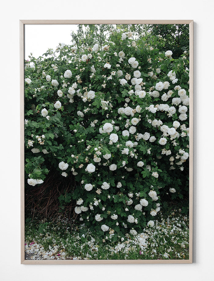 WHITE ROSES POSTER - 70×100 cm