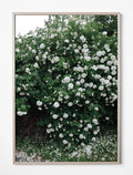 WHITE ROSES POSTER - 70×100 cm